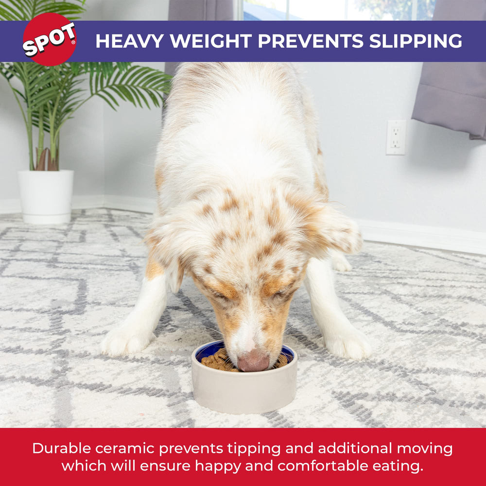 SPOT bol en usage avec petit chien assurant alimentation confortable