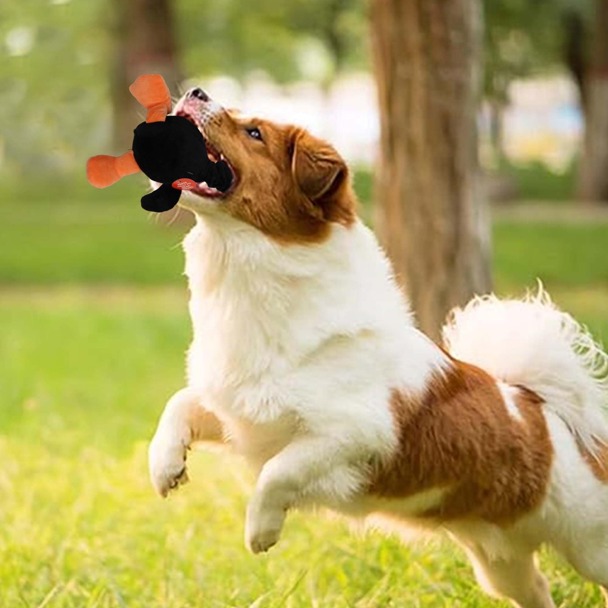 SPOT jouet en jeu avec chien heureux, encourage activité physique