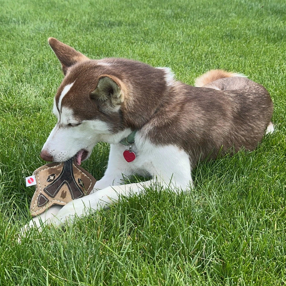 SPOT Chunkies Fox chien en jeu illustrant résistance et amusement