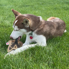 SPOT Chunkies Fox chien en jeu illustrant résistance et amusement