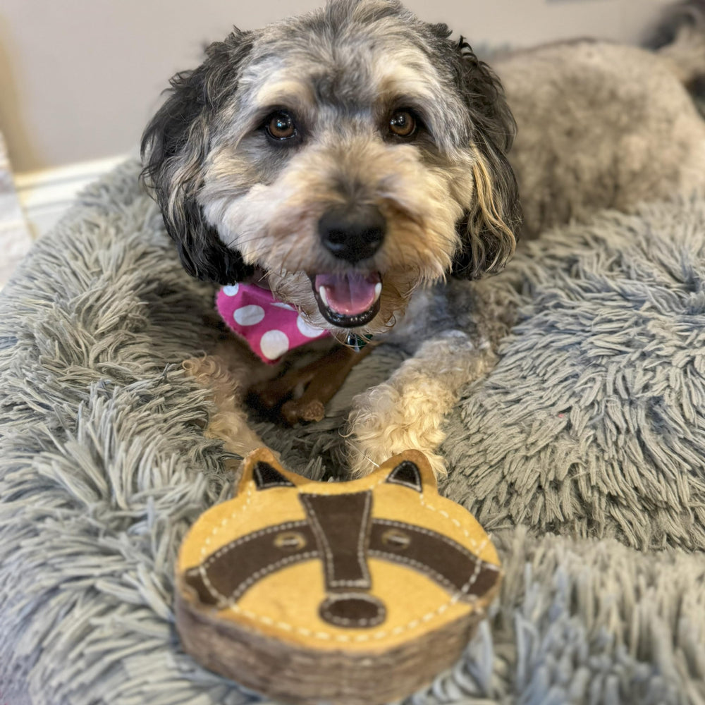 SPOT comparaison taille 5in montrant proportion pour chien