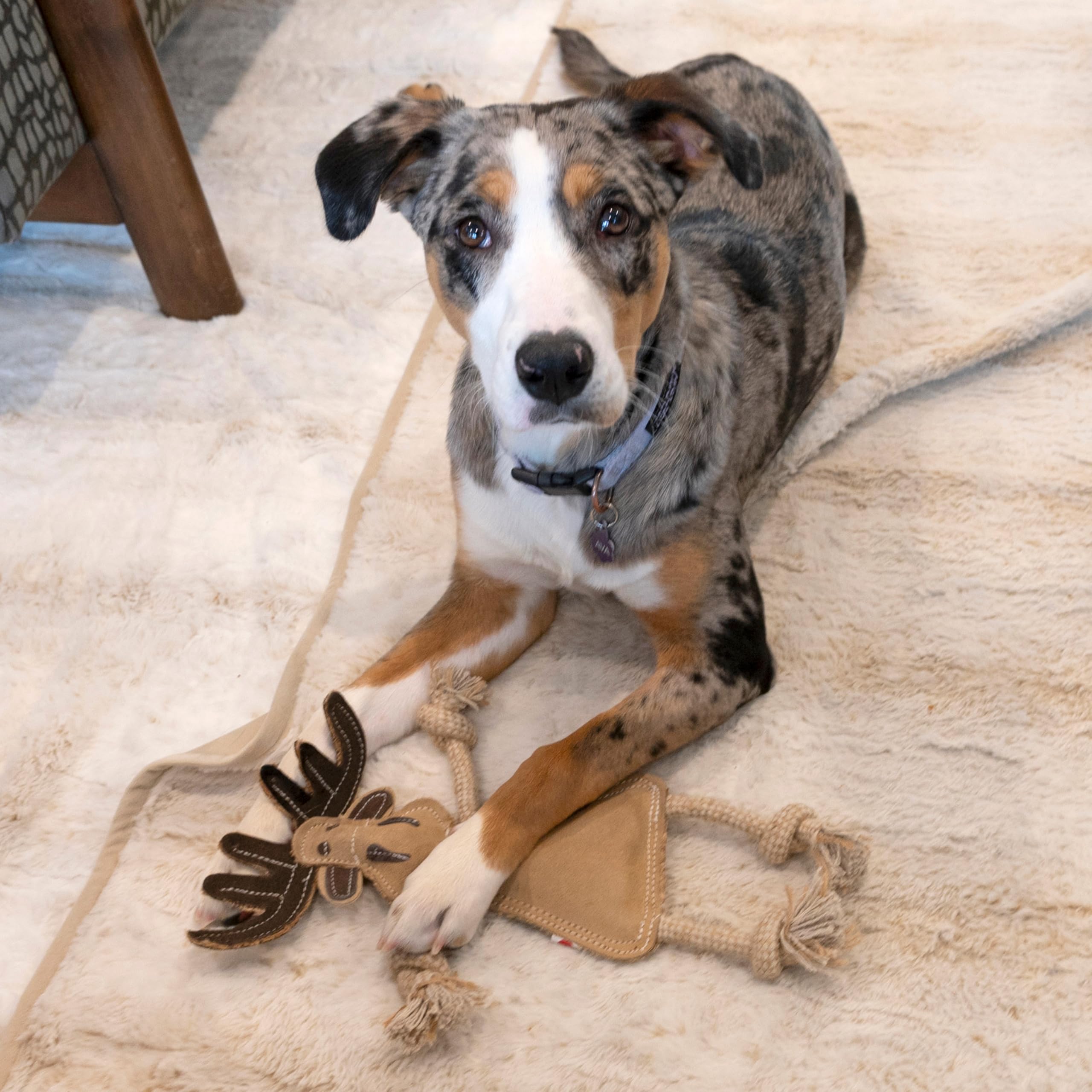SPOT chien en train de tirer avantage jouet pour jeux actifs