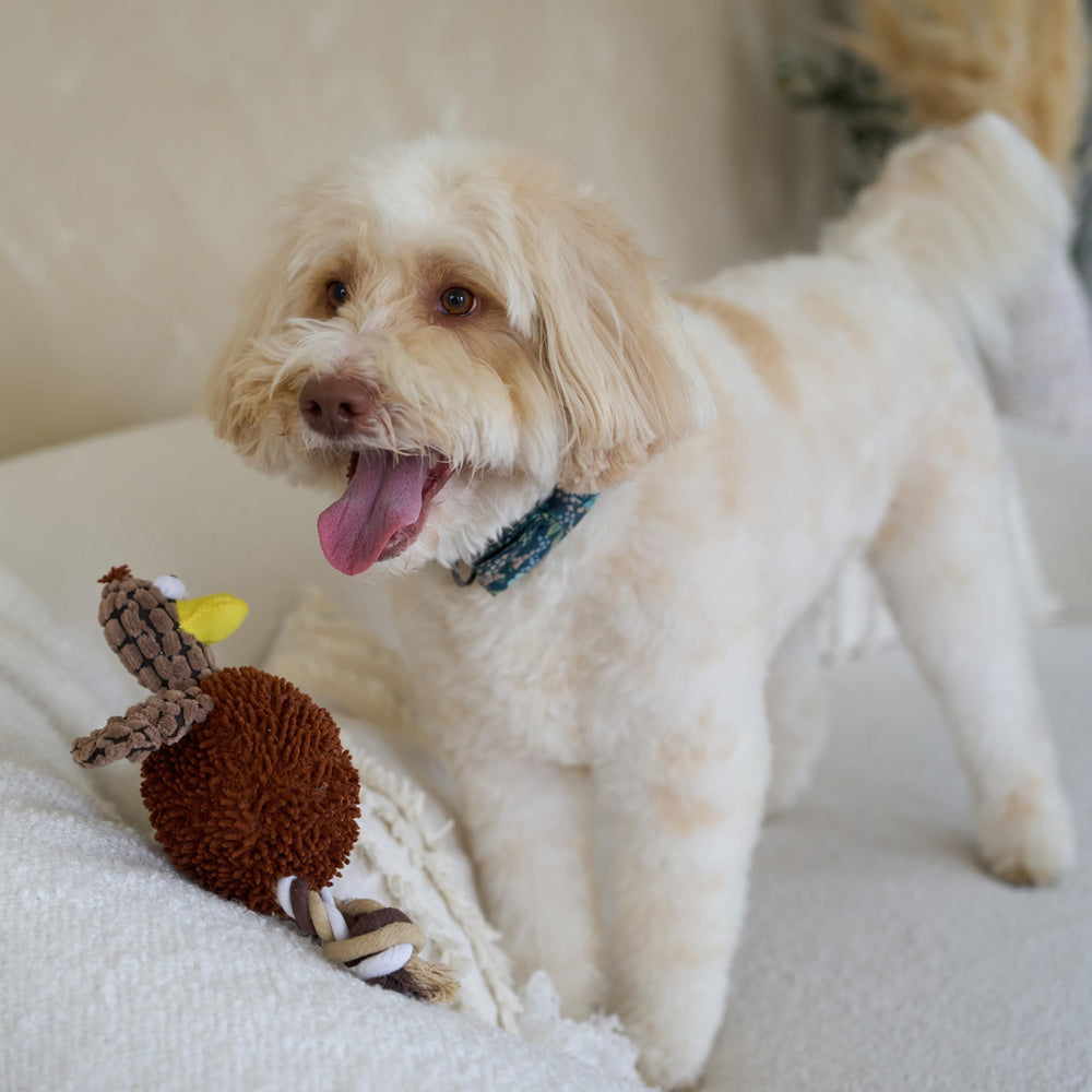 SPOT lors d’un tirage partagé favorisant interaction maître-chien