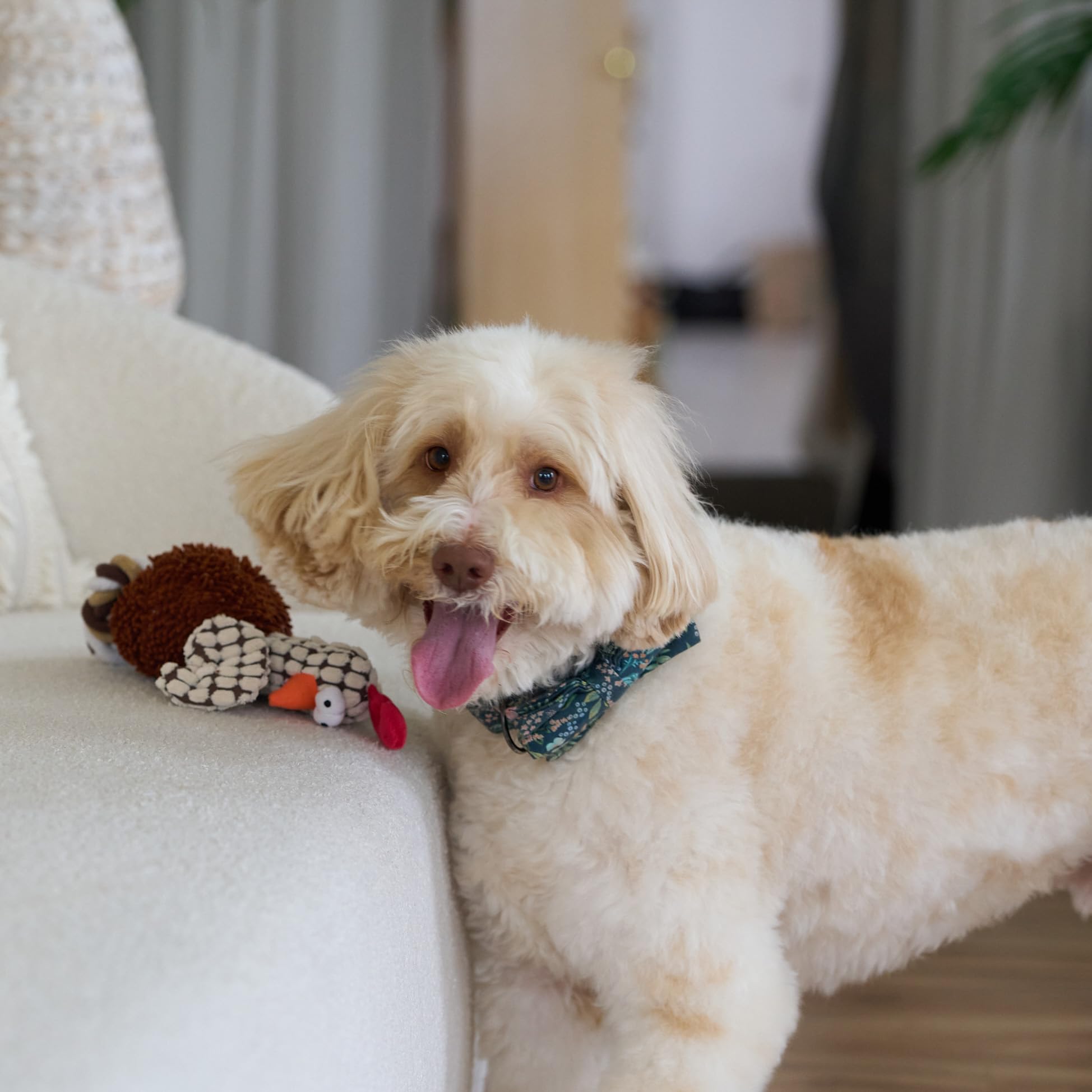 SPOT en jeu avec chien moyen illustrant taille adaptée et maniabilité