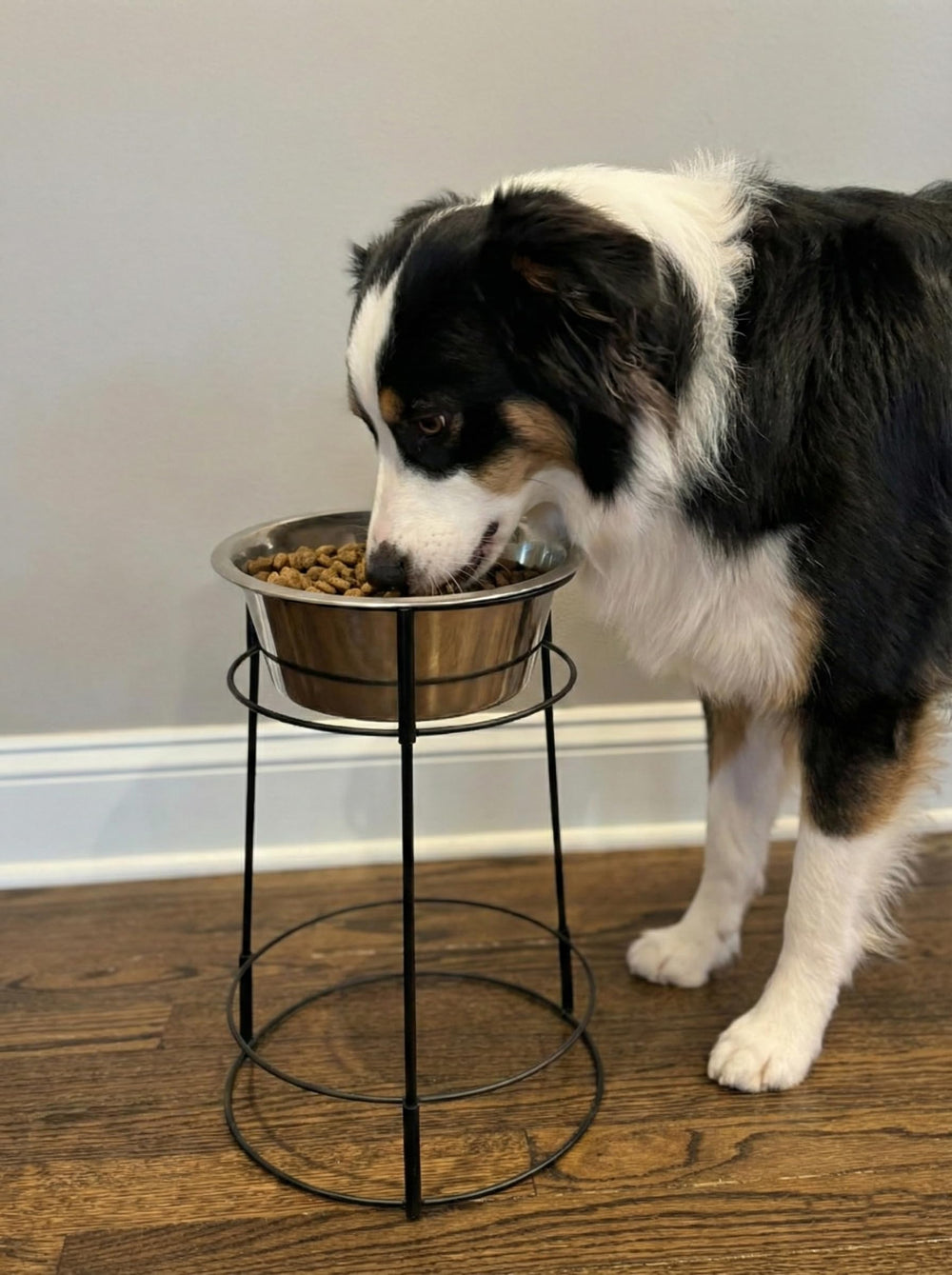 SPOT gamelle en usage par chien grand, confort et accessibilité