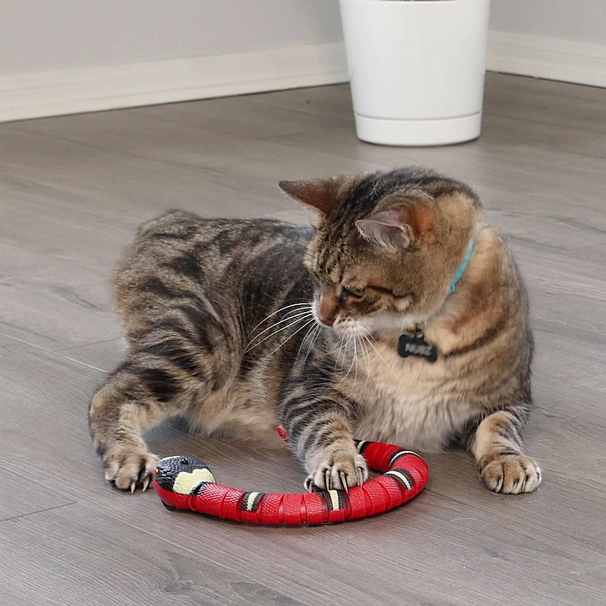SPOT chat en train de chasser le jouet pour exercice et amusement