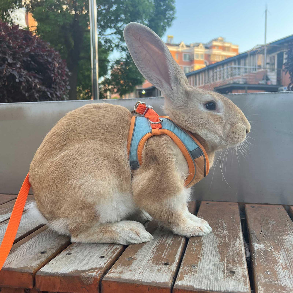 SQUSIMEI lapin en promenade avec harnais orange pour sorties sereines