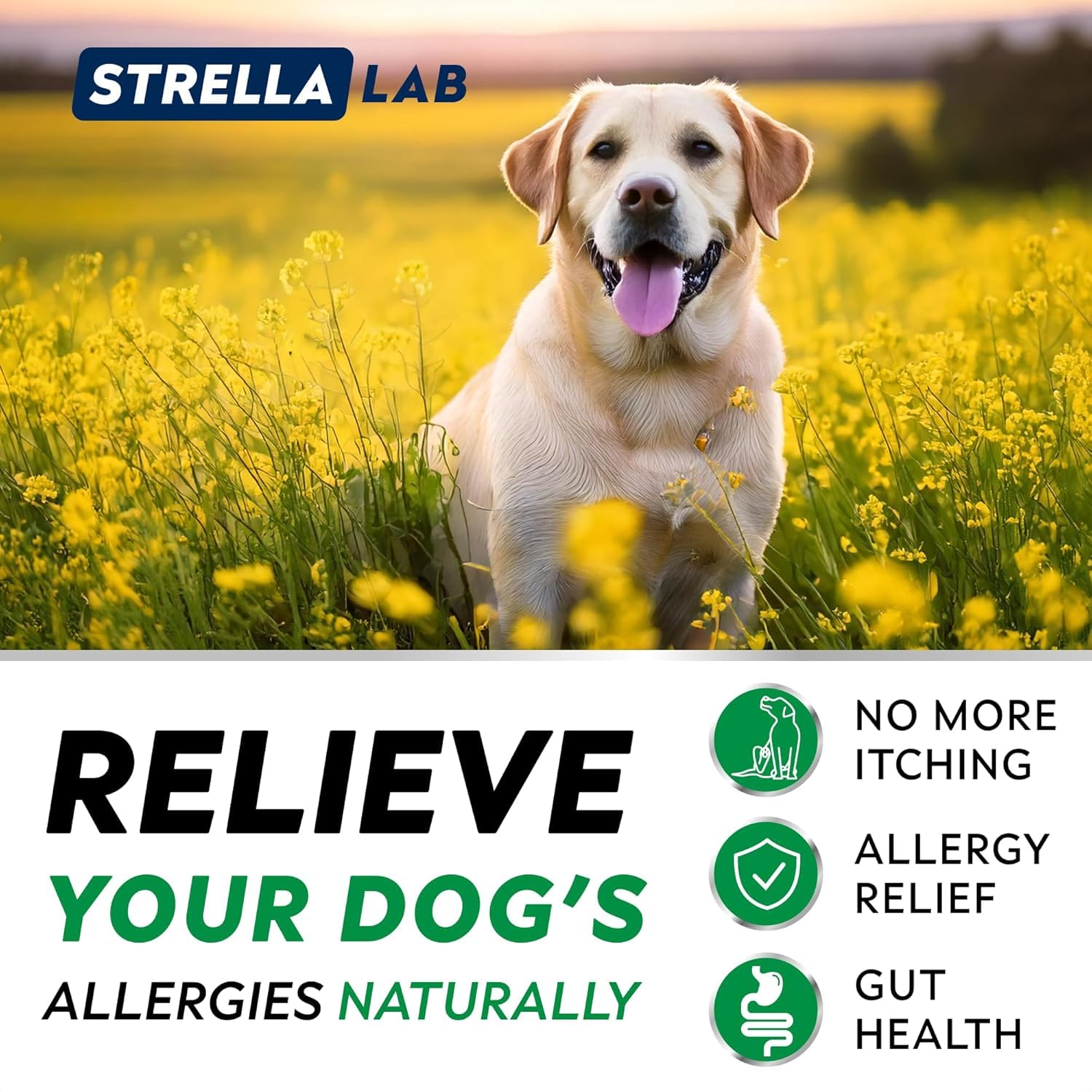 Chien heureux mangeant une friandise STRELLALAB pour confort cutané