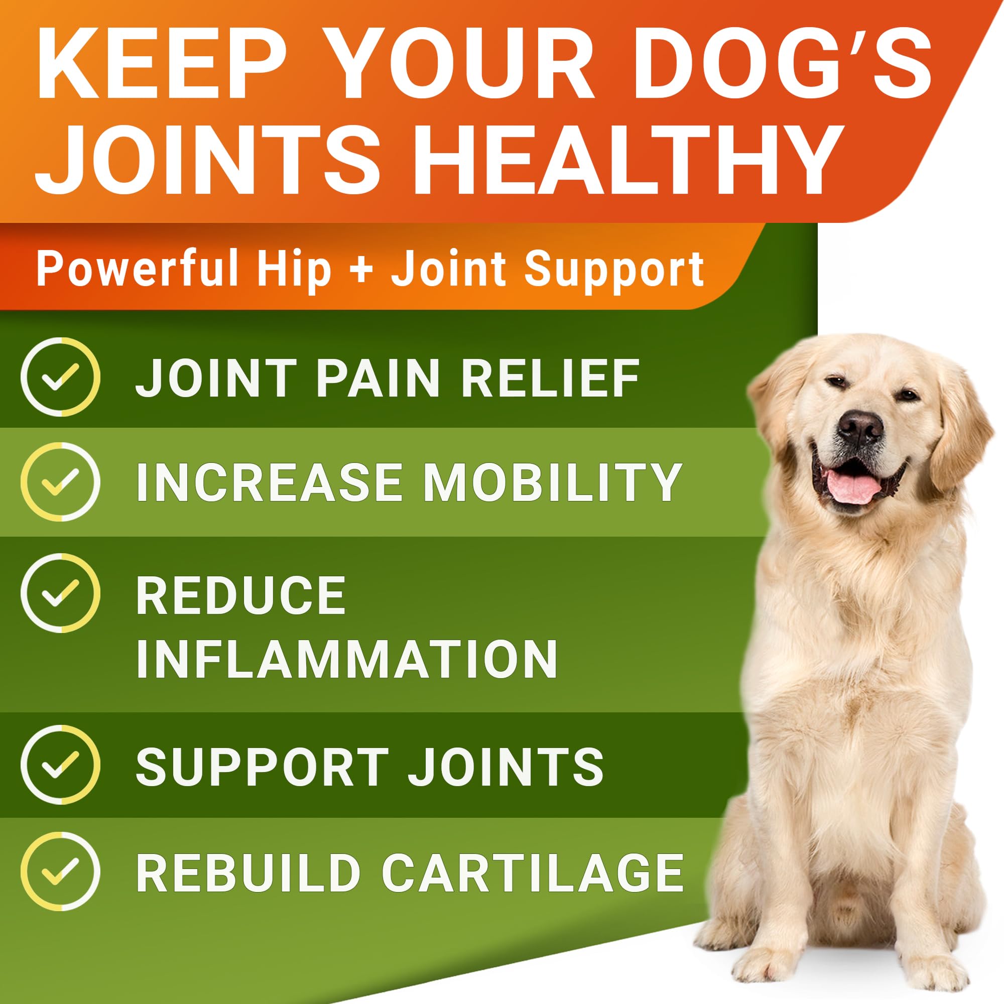 STRELLALAB chien qui mange en extérieur favorise activité et confort