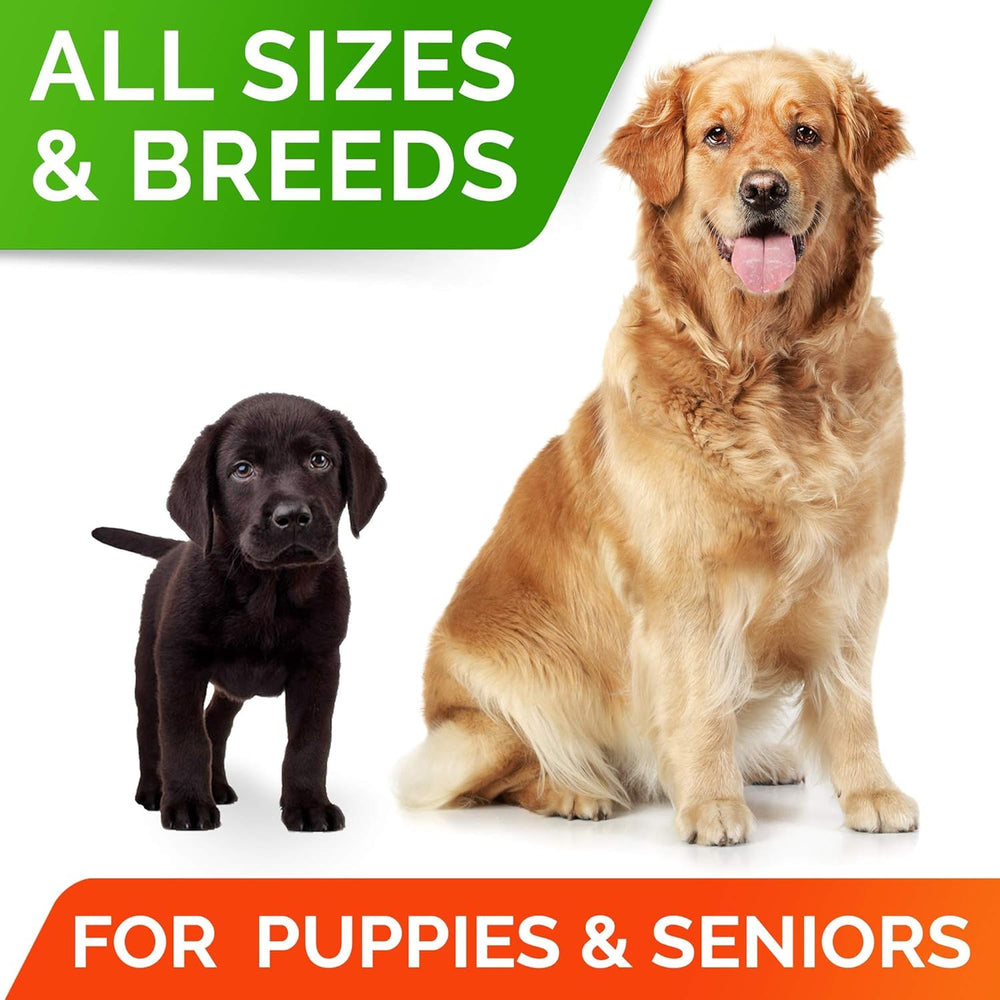 STRELLALAB scène de vie chien heureux recevant une friandise pour administration simple