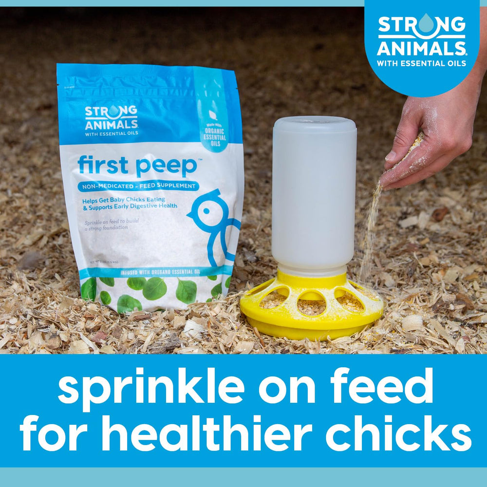 Scène de brooder avec First Peep Strong Animals encourageant la prise alimentaire chez poussins