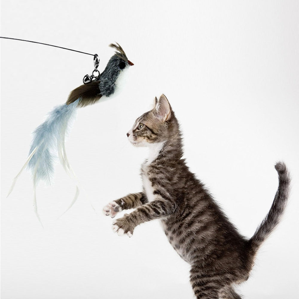 SUBANG chat jouant avec plume, exercice et stimulation mentale