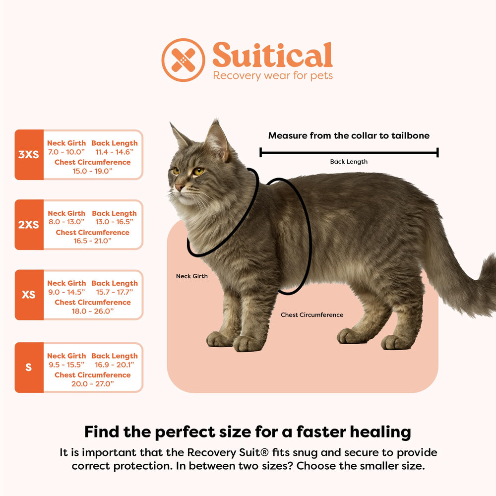 Suitical mise en scène à domicile rassurante pour convalescence du chat