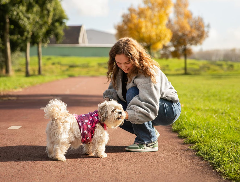 Chien portant la Suitical profil montrant couverture sécurisée des sutures