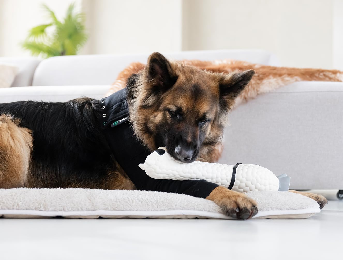 Suitical profil montrant un chien actif avec manchon et liberté de mouvement