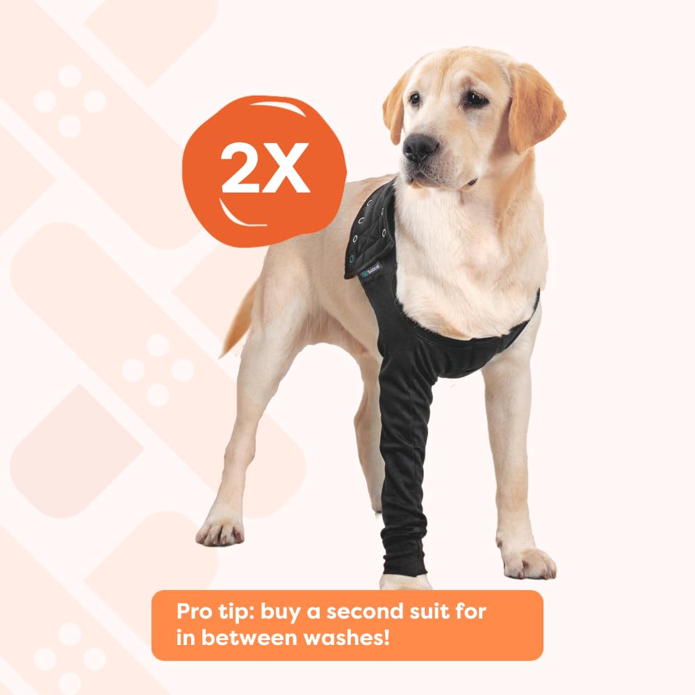 Suitical scène de vie chien détendu à la maison portant le manchon