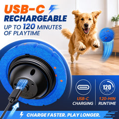 SuivhZx chien en train de poursuivre la balle pour stimulation active