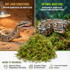 Sukh gros plan fibres de sphagnum illustrant forte absorption et rétention d'eau