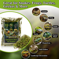 Sukh sphaigne comparaison taille main illustrant la quantité pratique pour terrariums