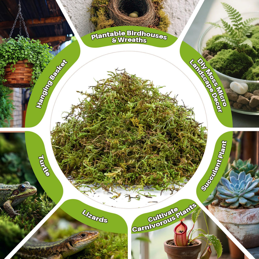 Sukh sphaigne déco couronne florale apportant aspect naturel et humidité régulée
