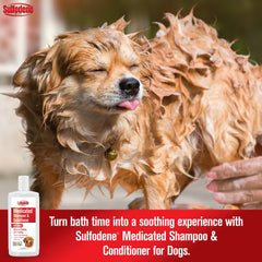 Sulfodene application sur chien pour nettoyer et rafraîchir le pelage