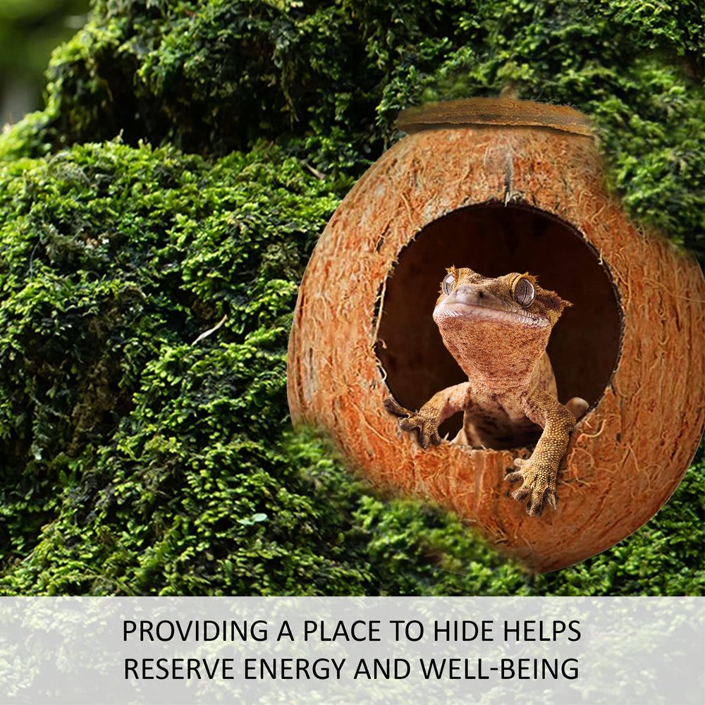 SunGrow Coco Hut posée dans terrarium avec gecko, enrichit le décor et l'activité