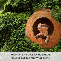SunGrow Coco Hut posée dans terrarium avec gecko, enrichit le décor et l'activité