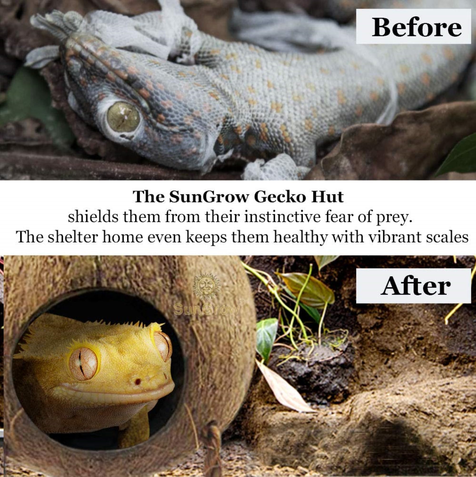 SunGrow abri en usage avec gecko montrant cachette et distributeur de friandises