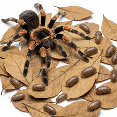 SunGrow emballage 100 feuilles mini Catappa montrant le lot pratique pour terrarium