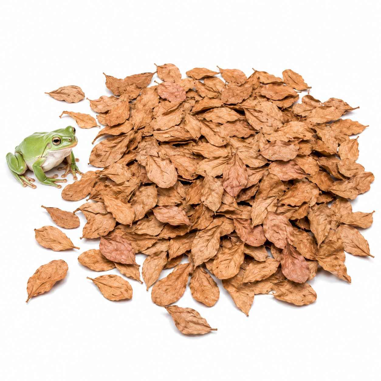 SunGrow emballage avant montrant 100 feuilles Catappa, praticité pour terrarium