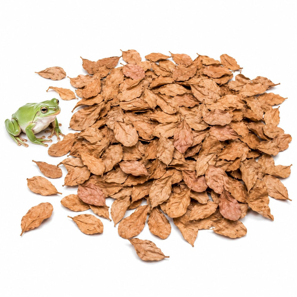SunGrow emballage avant montrant 100 feuilles Catappa, praticité pour terrarium