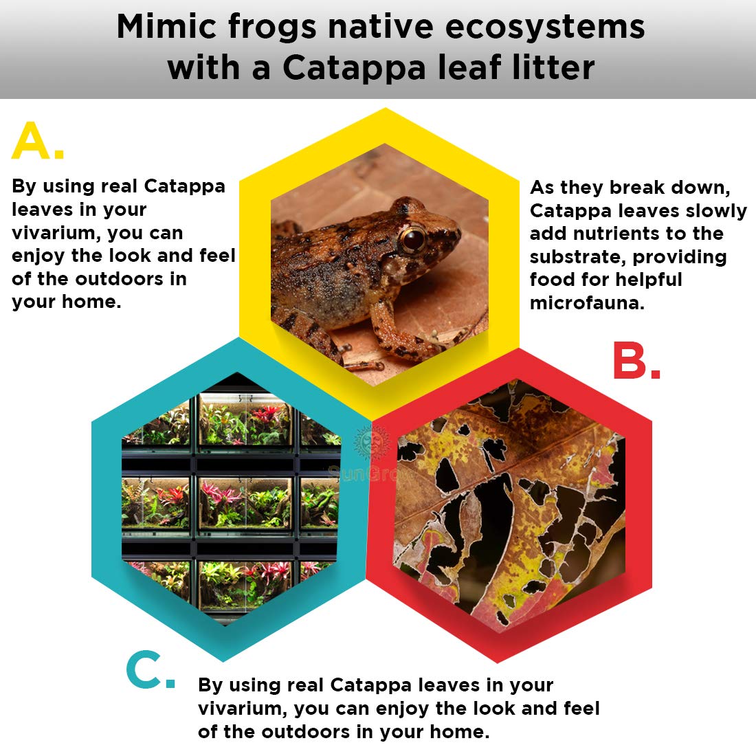 SunGrow en usage dans terrarium avec grenouille, crée abris naturel et cachettes