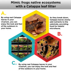 SunGrow en usage dans terrarium avec grenouille, crée abris naturel et cachettes