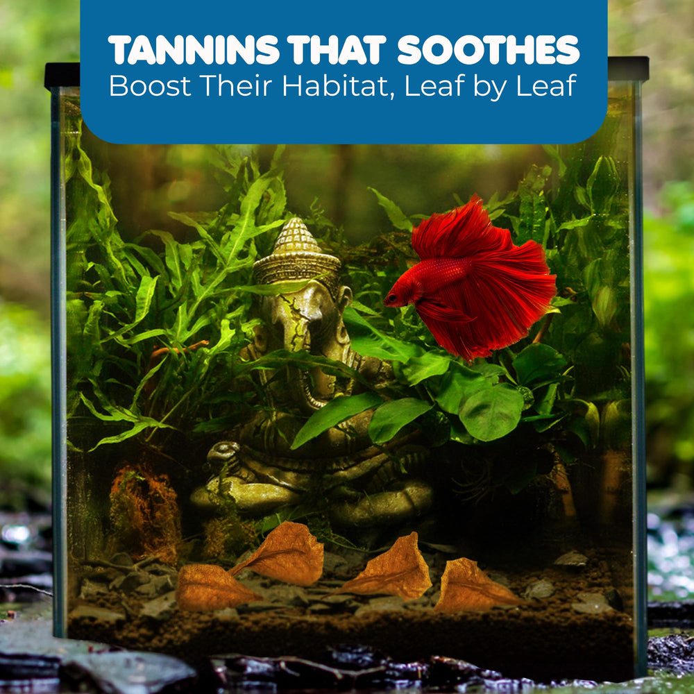 Feuilles SunGrow dans aquarium avec betta, créent abri et calme