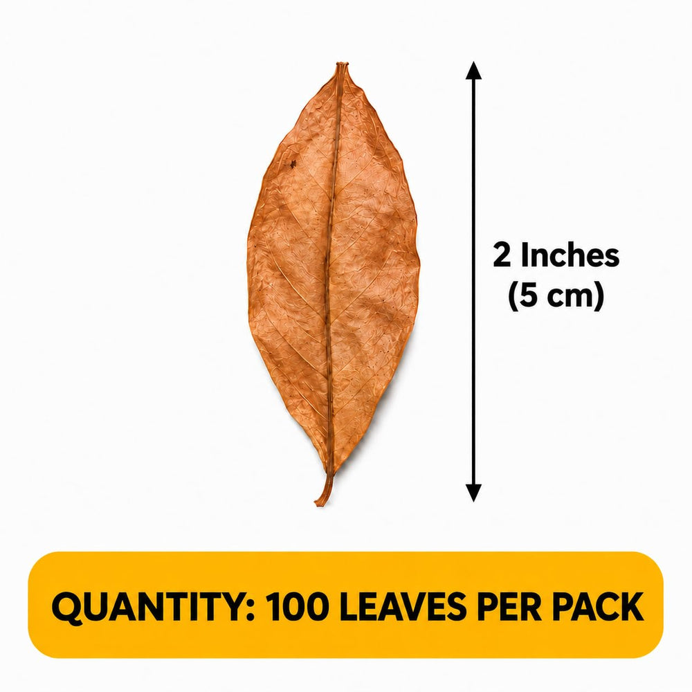 SunGrow feuilles au sol avec collemboles, soutient microfaune utile au terrarium