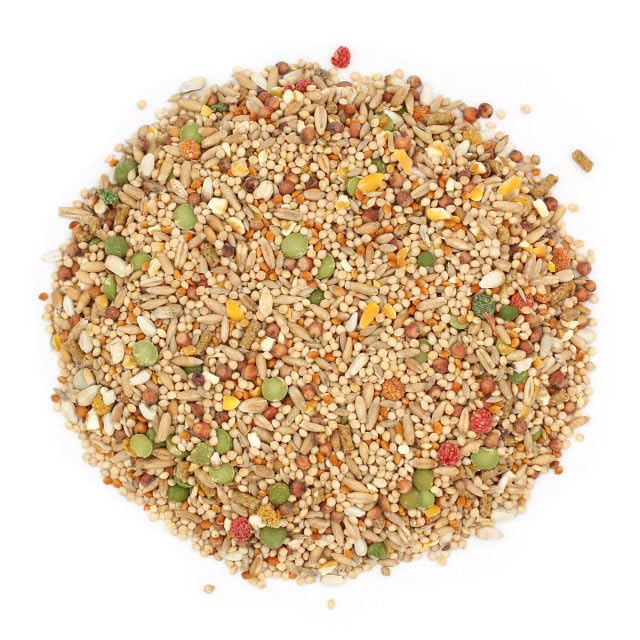Sunseed colombes mangeant en situation réelle pour appétit et bien-être