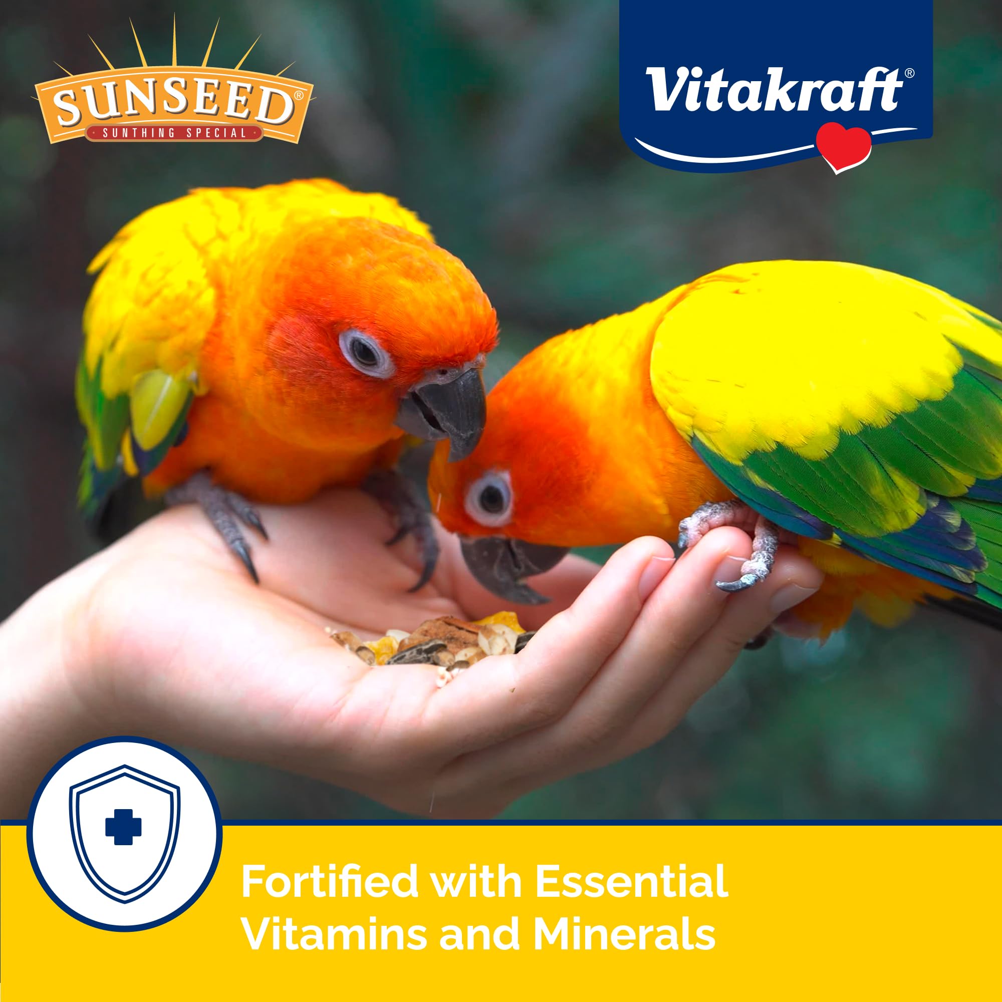 Sunseed bol dans cage avec conure soulignant appétence et engagement