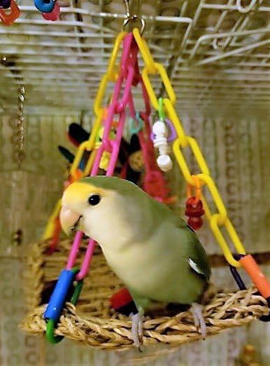 Super Bird Creations mise en scène dans une cage montrant intégration dans l’habitat