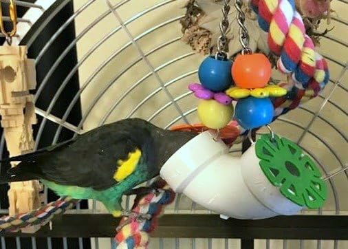 Super Bird Creations SB751 dans un salon illustrant enrichissement quotidien