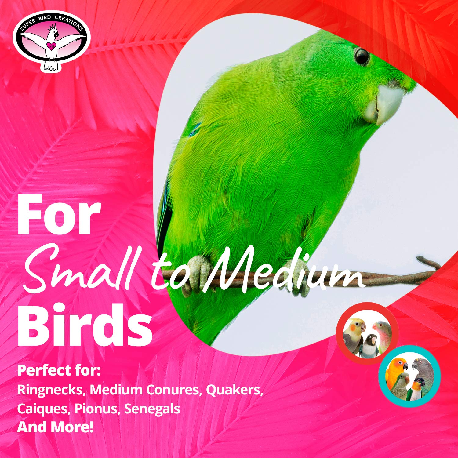 Super Bird Creations maillons colorés suspendant la tente, attractivité visuelle