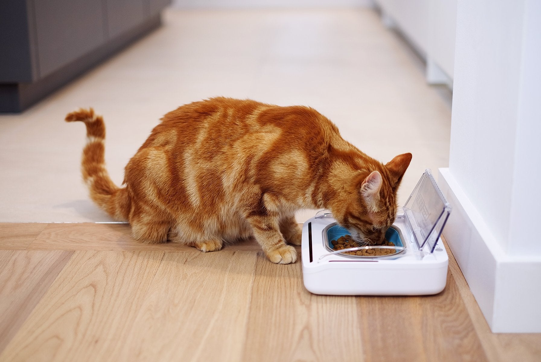 SureFlap gamelle SureFeed en usage par un chat réduisant le gaspillage