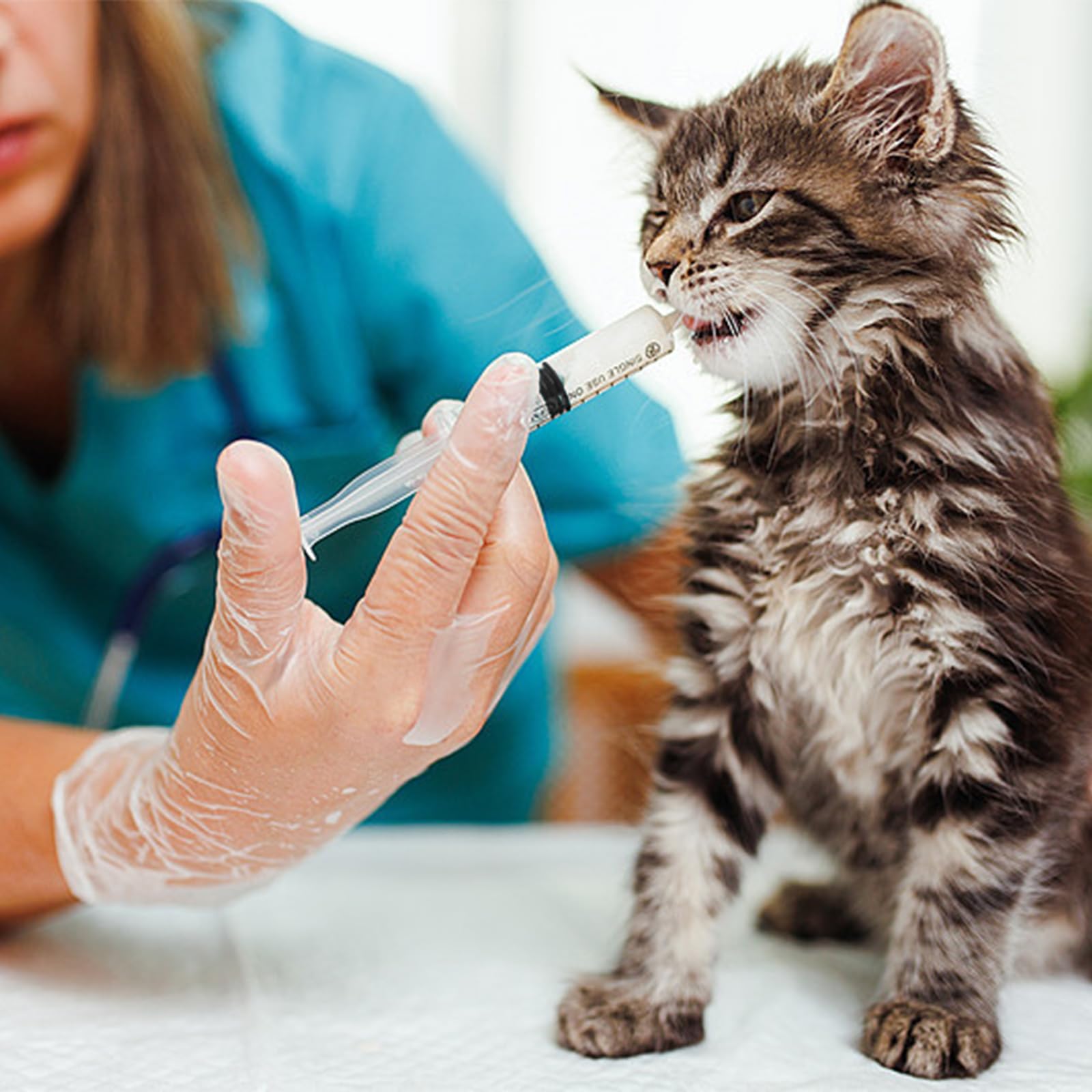Suxgumoe main nourrissant un oisillon montrant sécurité et maniabilité du kit