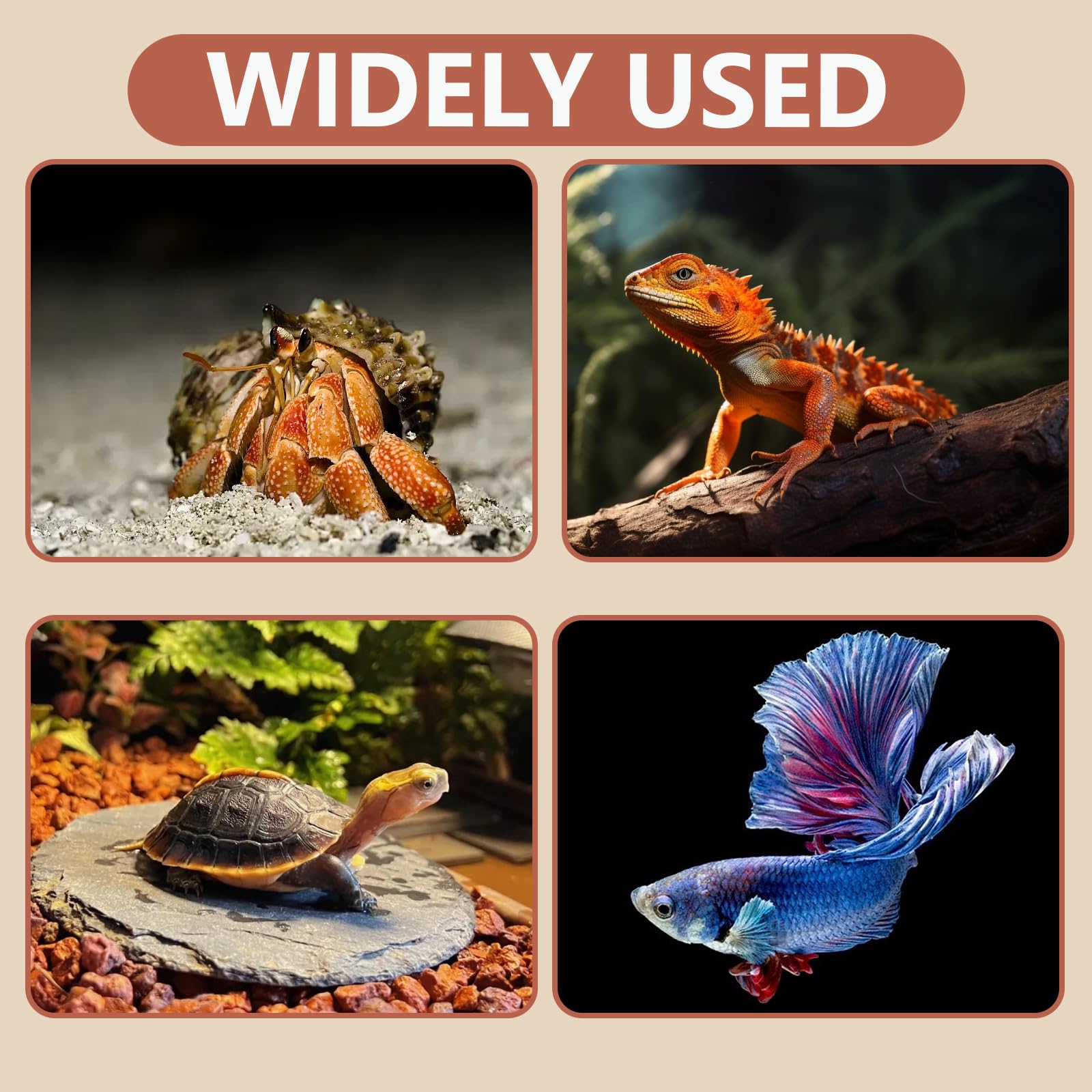 Swirge mise en scène dans aquarium créant décor naturel enrichissant