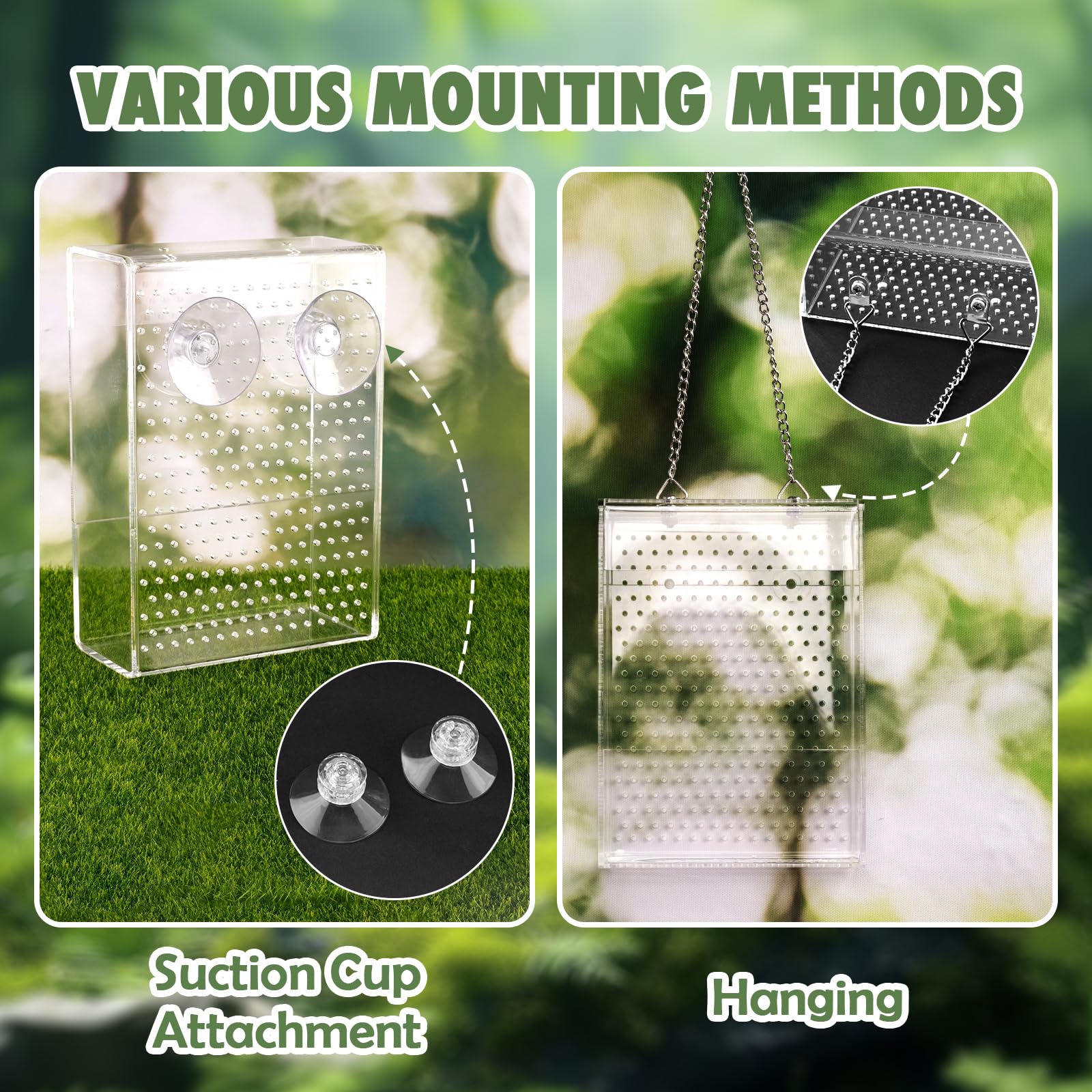 Swirge mangeoire à l’échelle, dimensions claires pour choix adapté au terrarium