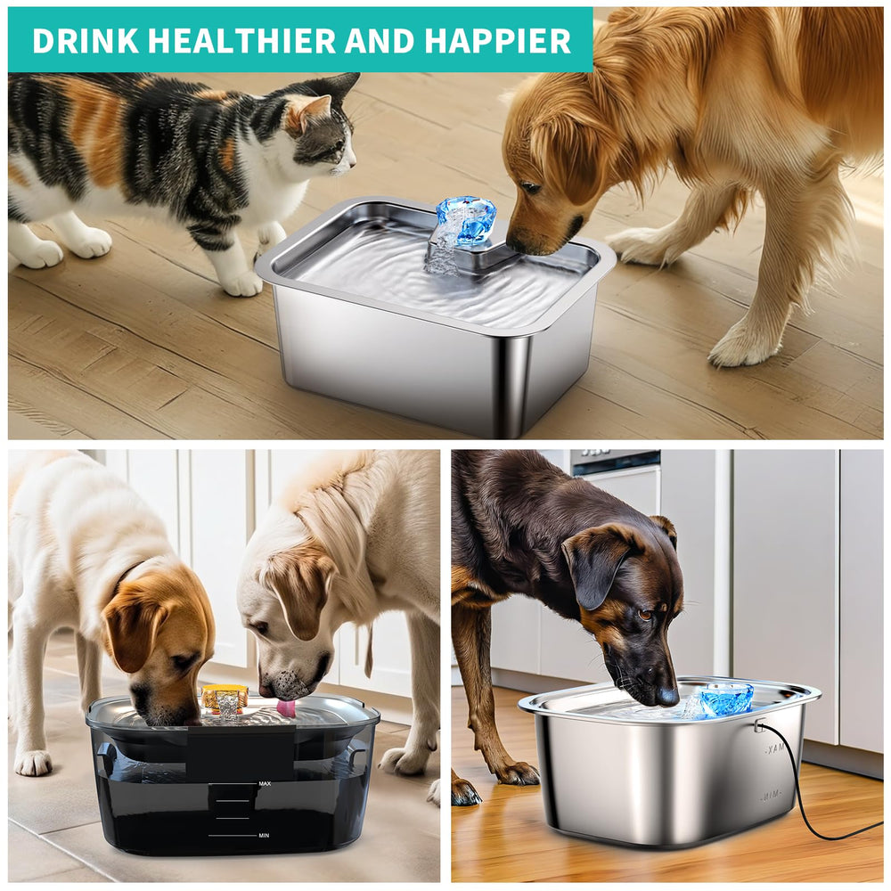 SwSun mise en scène cuisine avec chien montrant eau fraîche et accessible
