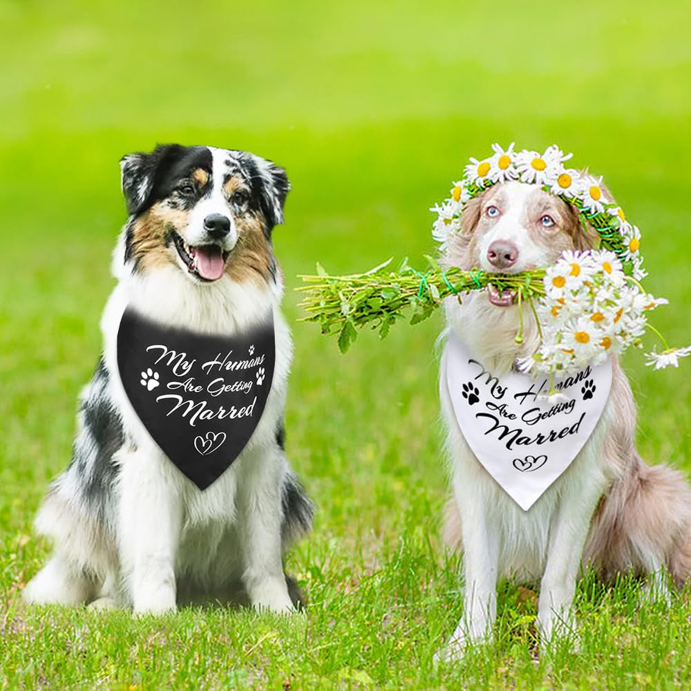 SZEE bandanas prépliés dans le paquet prêts à être noués rapidement