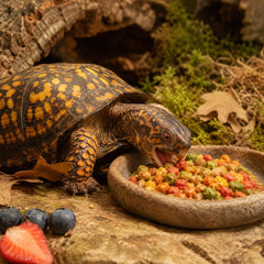 T-Rex tortue en train de manger la formule montrant acceptation alimentaire