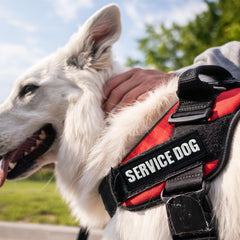 TACVEL patch fixé sur harnais en promenade, communication instantanée