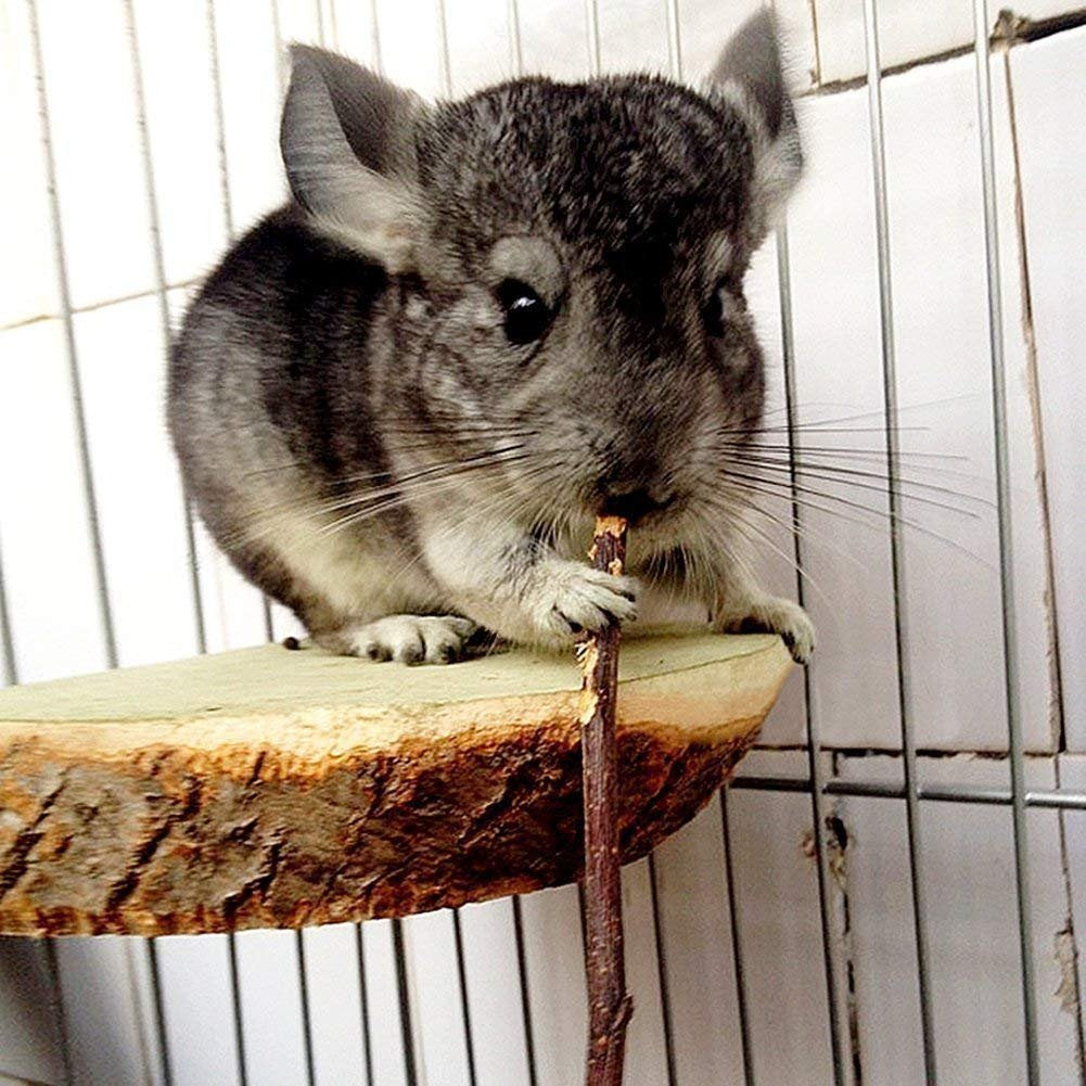 TAI JI lapin mordant un bâtonnet, favorise activité et stimulation