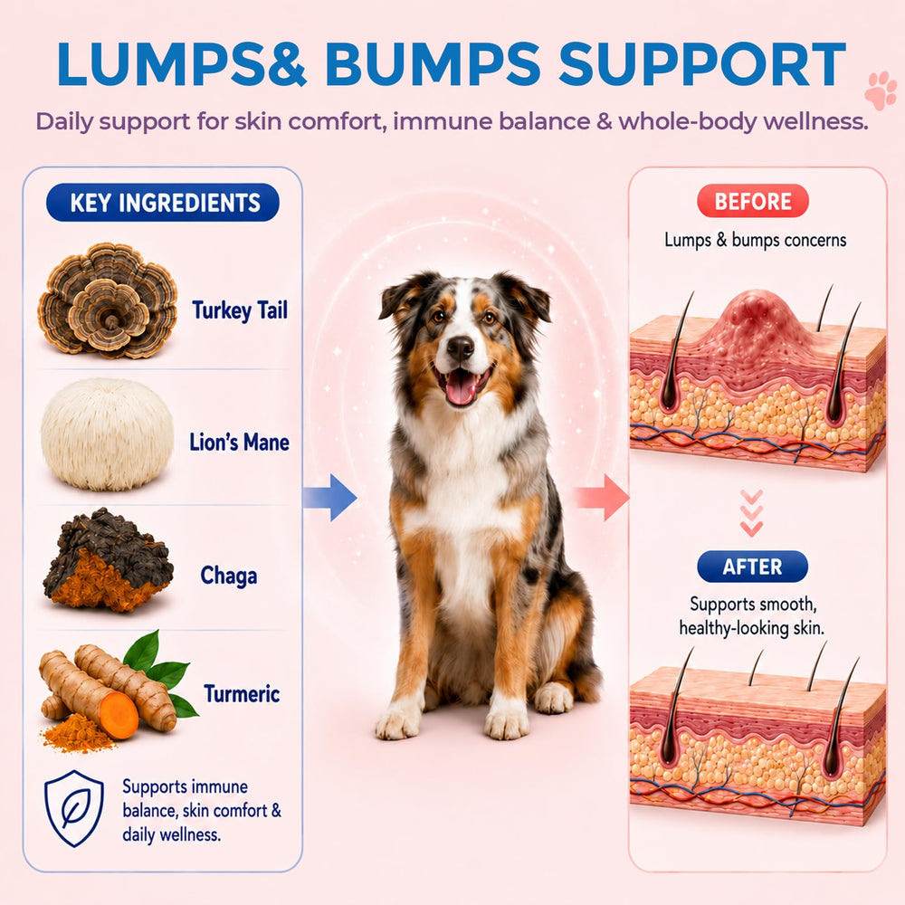 Chien senior mangeant avec TailSphere, soutien alimentaire quotidien visible